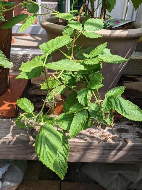 f:id:tarohanapapa:20230522215628j:image