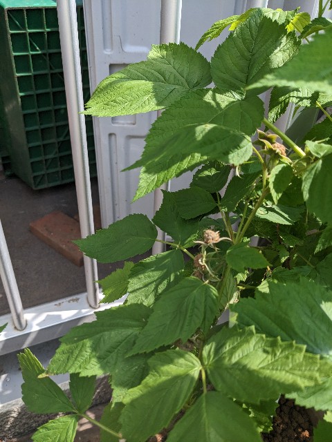 f:id:tarohanapapa:20230522215636j:image