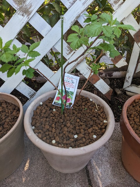 f:id:tarohanapapa:20230522215700j:image