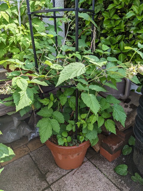 f:id:tarohanapapa:20230522215716j:image