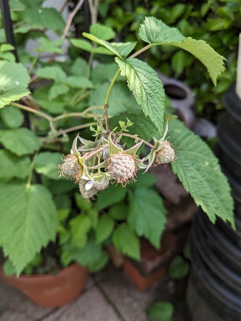 f:id:tarohanapapa:20230522215725j:image