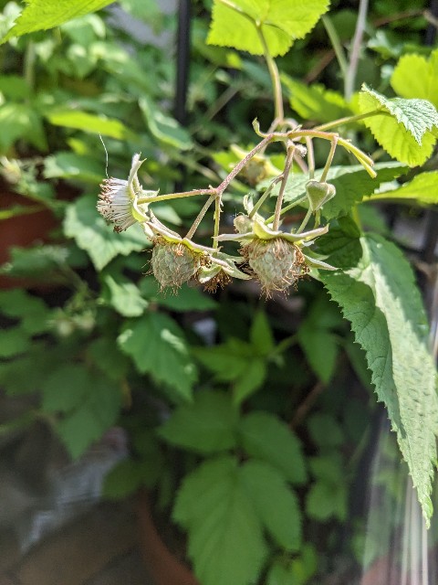 f:id:tarohanapapa:20230522215734j:image