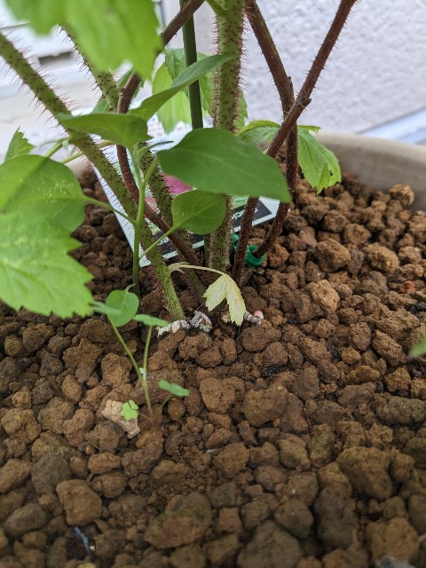 f:id:tarohanapapa:20230604213724j:image