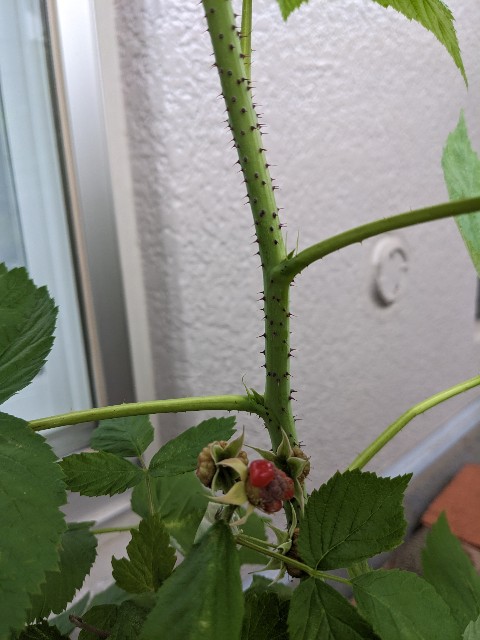 f:id:tarohanapapa:20230604213930j:image