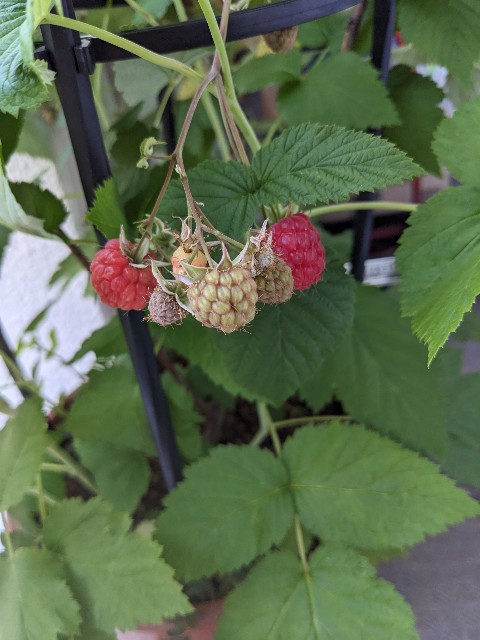 f:id:tarohanapapa:20230604214820j:image