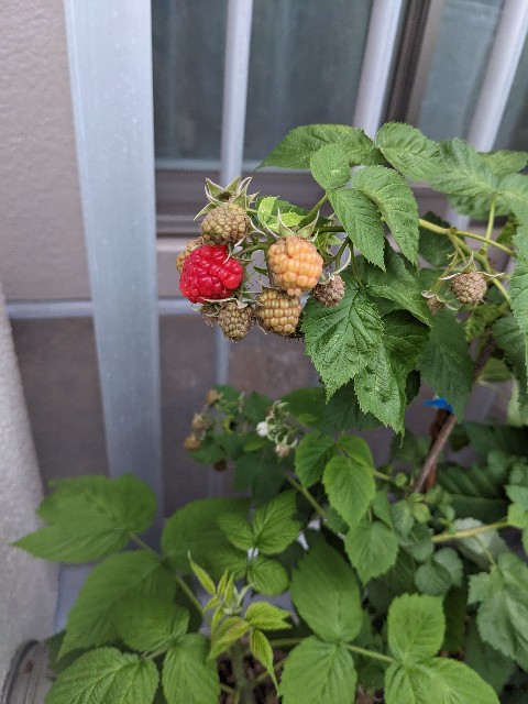 f:id:tarohanapapa:20230613200307j:image f:id:tarohanapapa:20230613200307j:image