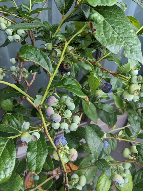 f:id:tarohanapapa:20230613201321j:image f:id:tarohanapapa:20230613201321j:image