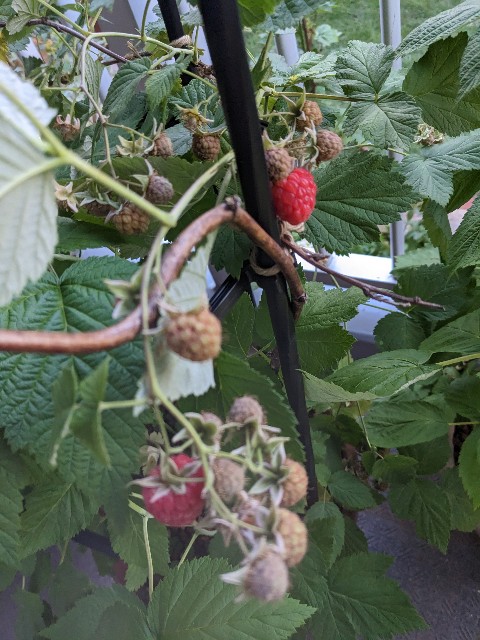 f:id:tarohanapapa:20230613201510j:image f:id:tarohanapapa:20230613201510j:image