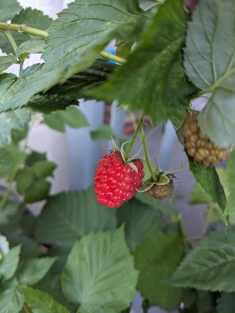 初心者向け鉢植えラズベリー選手権【6月17日経過報告】 - 庭と子育てと私
