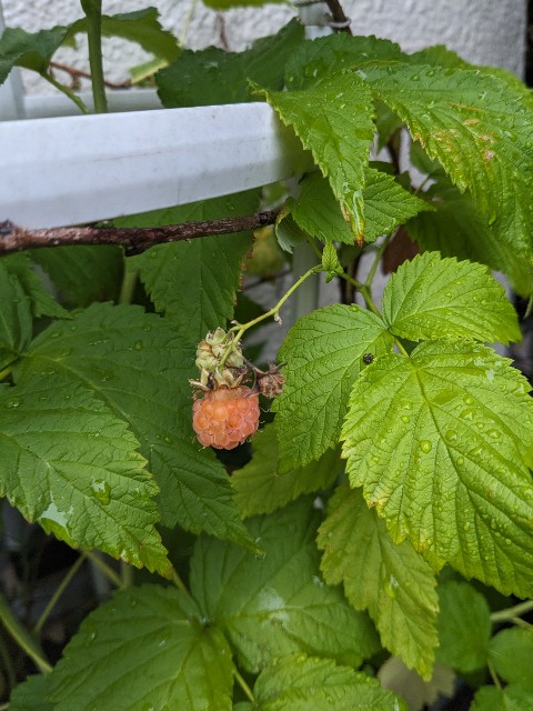 f:id:tarohanapapa:20230617061629j:image