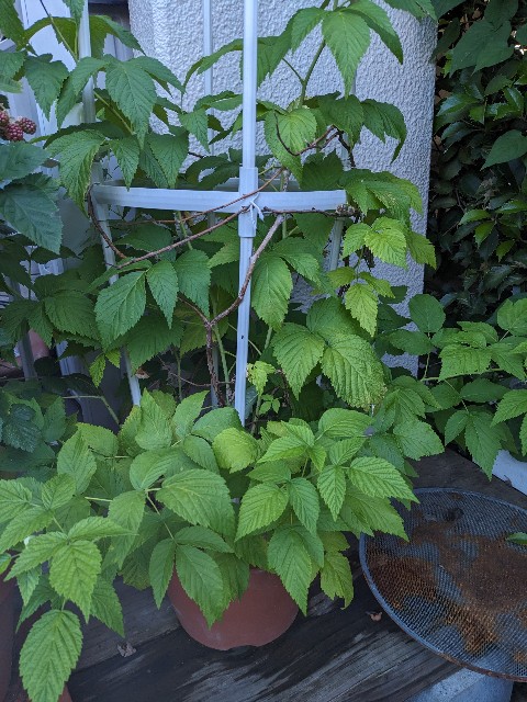 f:id:tarohanapapa:20230617061644j:image