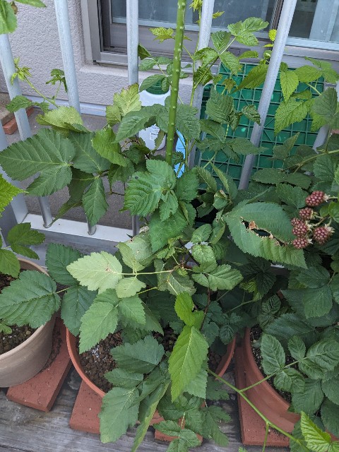 f:id:tarohanapapa:20230617064550j:image