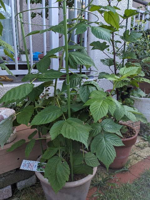 f:id:tarohanapapa:20230617064820j:image