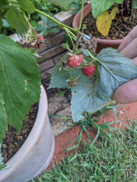 f:id:tarohanapapa:20230617064833j:image