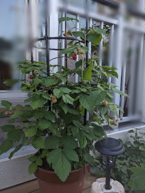 f:id:tarohanapapa:20230617065508j:image