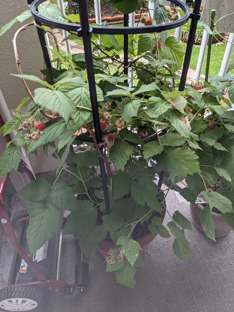 f:id:tarohanapapa:20230621211857j:image