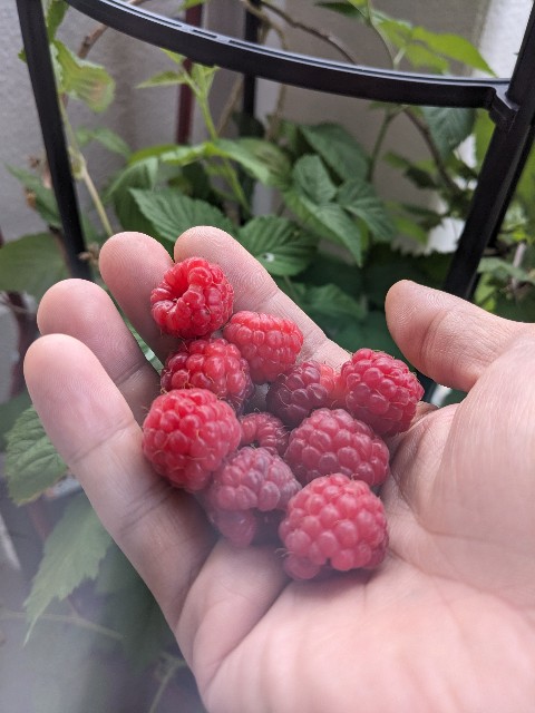 f:id:tarohanapapa:20230621211922j:image