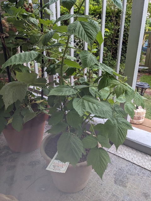 f:id:tarohanapapa:20230621212156j:image