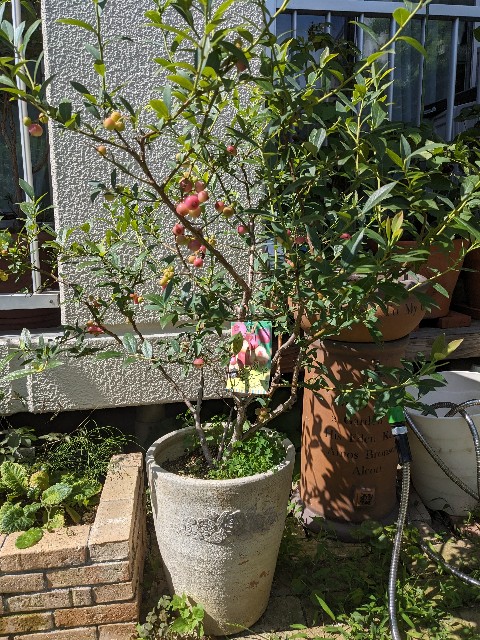 f:id:tarohanapapa:20230621213011j:image