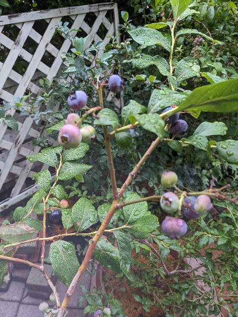 f:id:tarohanapapa:20230621213512j:image