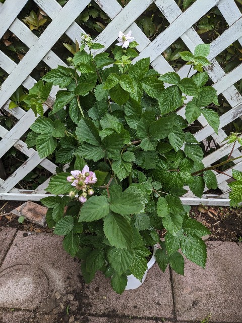 f:id:tarohanapapa:20230622203506j:image