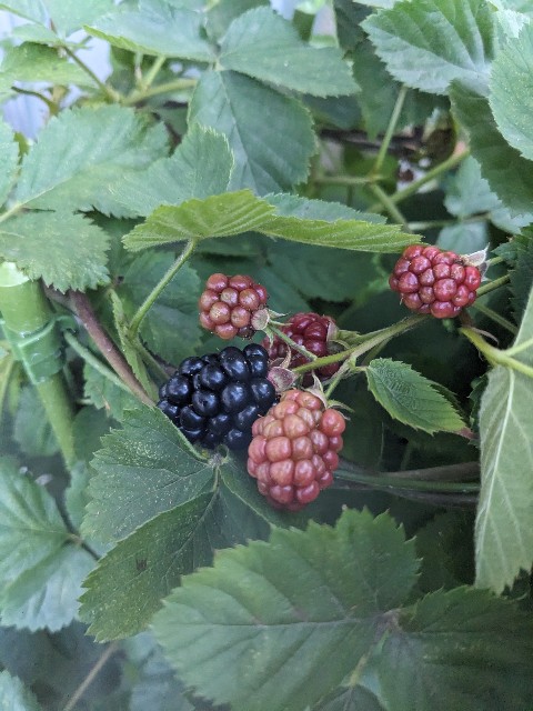 f:id:tarohanapapa:20230622204030j:image