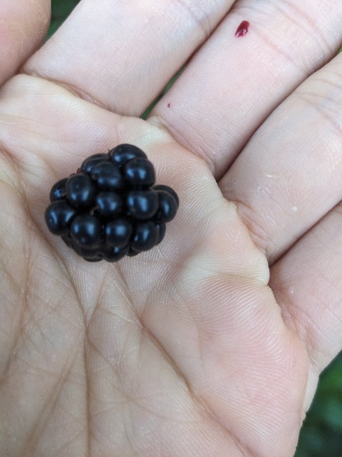 f:id:tarohanapapa:20230622204100j:image