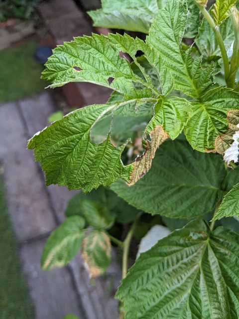 f:id:tarohanapapa:20230722082827j:image f:id:tarohanapapa:20230722082827j:image