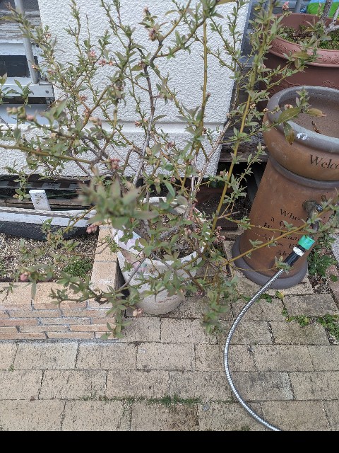 f:id:tarohanapapa:20240320200832j:image f:id:tarohanapapa:20240320200832j:image