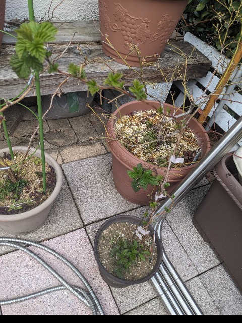 f:id:tarohanapapa:20240320200857j:image f:id:tarohanapapa:20240320200857j:image