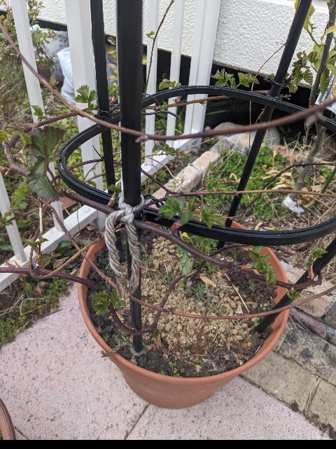 f:id:tarohanapapa:20240320200909j:image f:id:tarohanapapa:20240320200909j:image