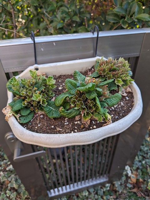 f:id:tarohanapapa:20240323151658j:image