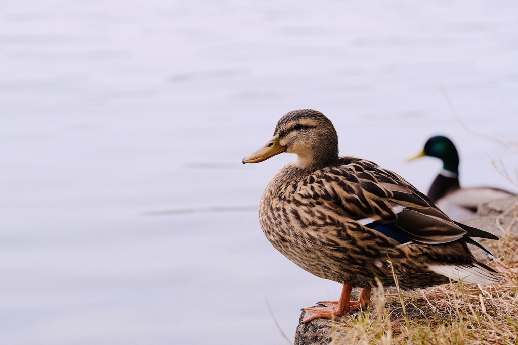 f:id:taroimo0629kuro:20190305001951j:plain f:id:taroimo0629kuro:20190305001951j:plain