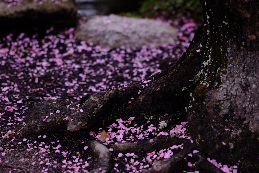 f:id:taroimo0629kuro:20190305004443j:plain f:id:taroimo0629kuro:20190305004443j:plain