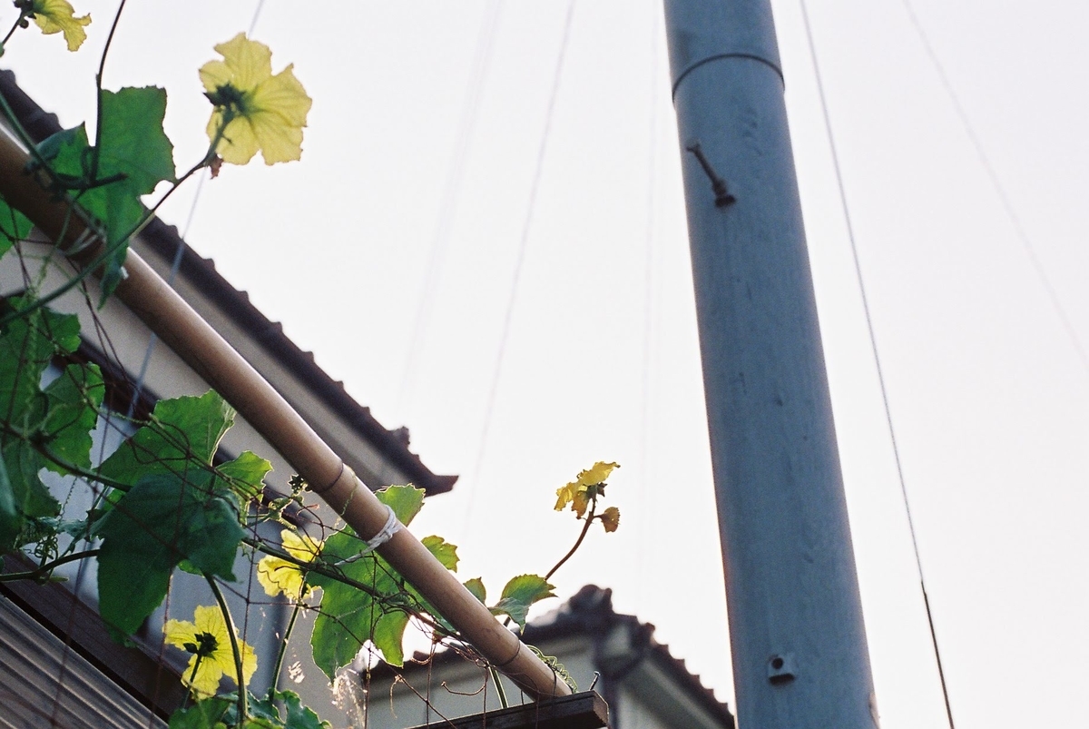 f:id:taroimo0629kuro:20190629195154j:plain f:id:taroimo0629kuro:20190629195154j:plain