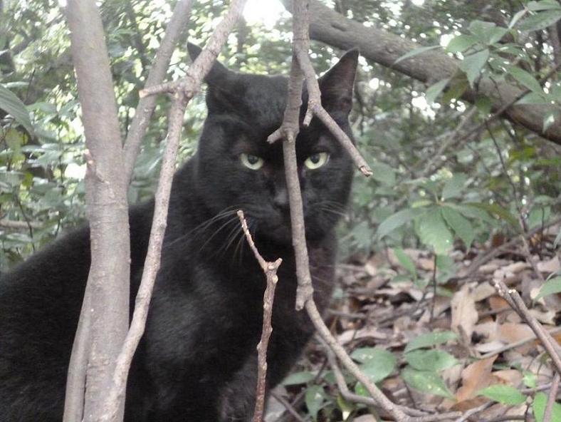 f:id:tarojiroko:20131117154153j:plain