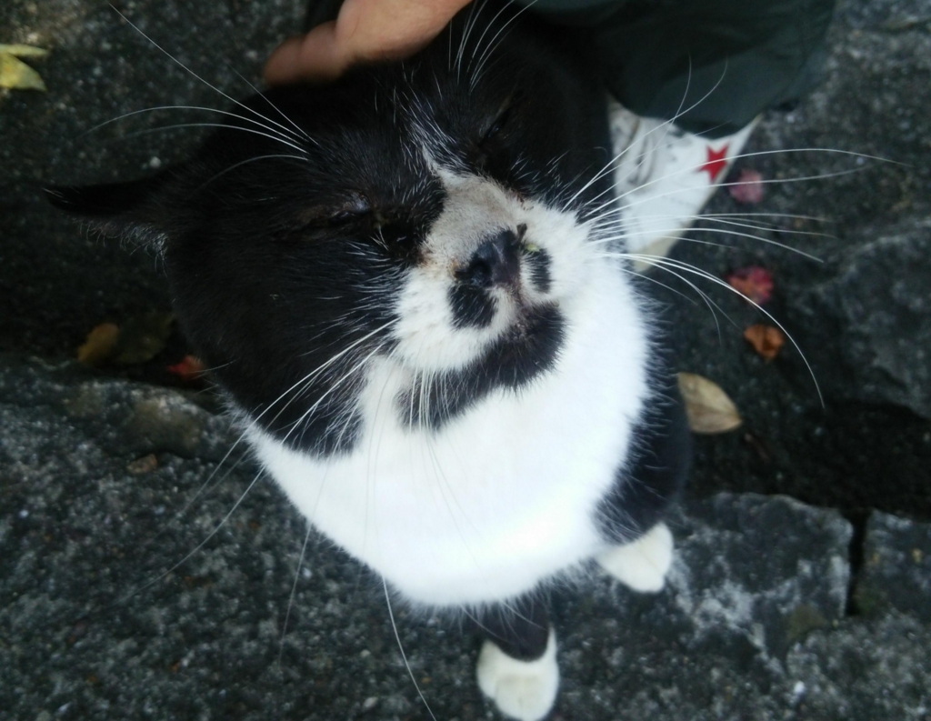 f:id:tarojiroko:20151112113513j:plain
