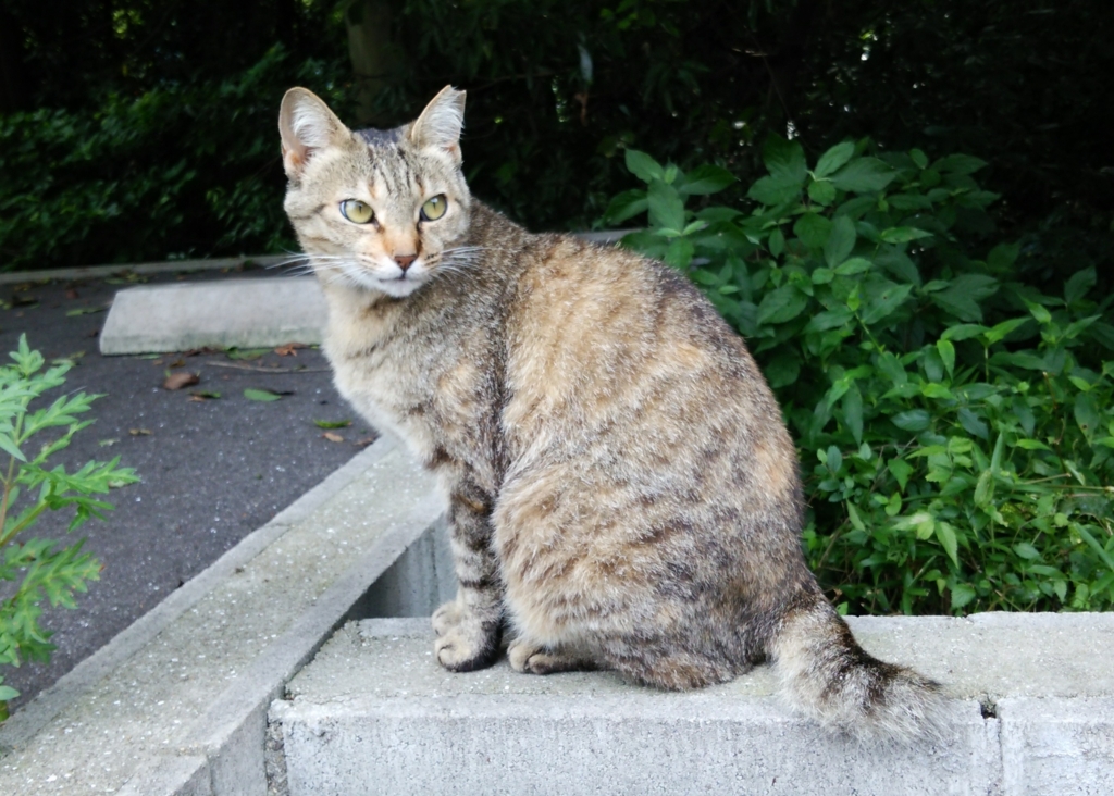 f:id:tarojiroko:20160626094626j:plain