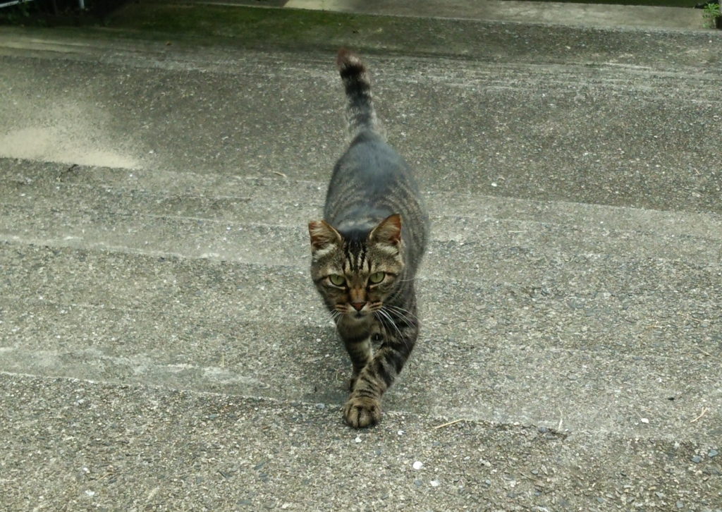f:id:tarojiroko:20160626095009j:plain