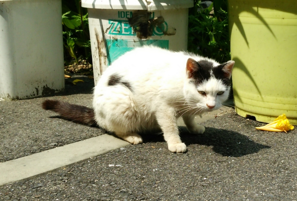 f:id:tarojiroko:20160626101123j:plain