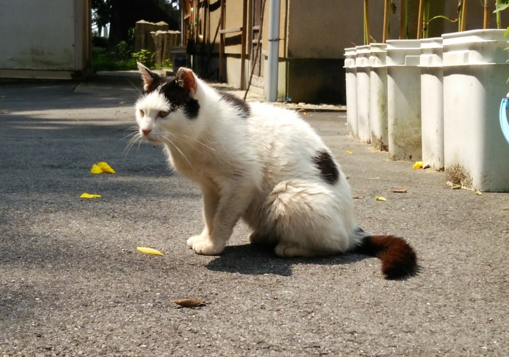 f:id:tarojiroko:20160626101329j:plain