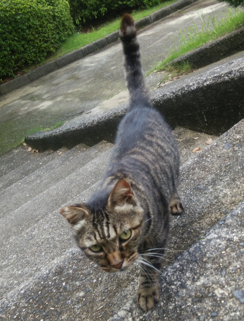 f:id:tarojiroko:20160703093213j:plain