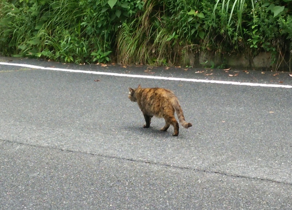 f:id:tarojiroko:20160711102907j:plain