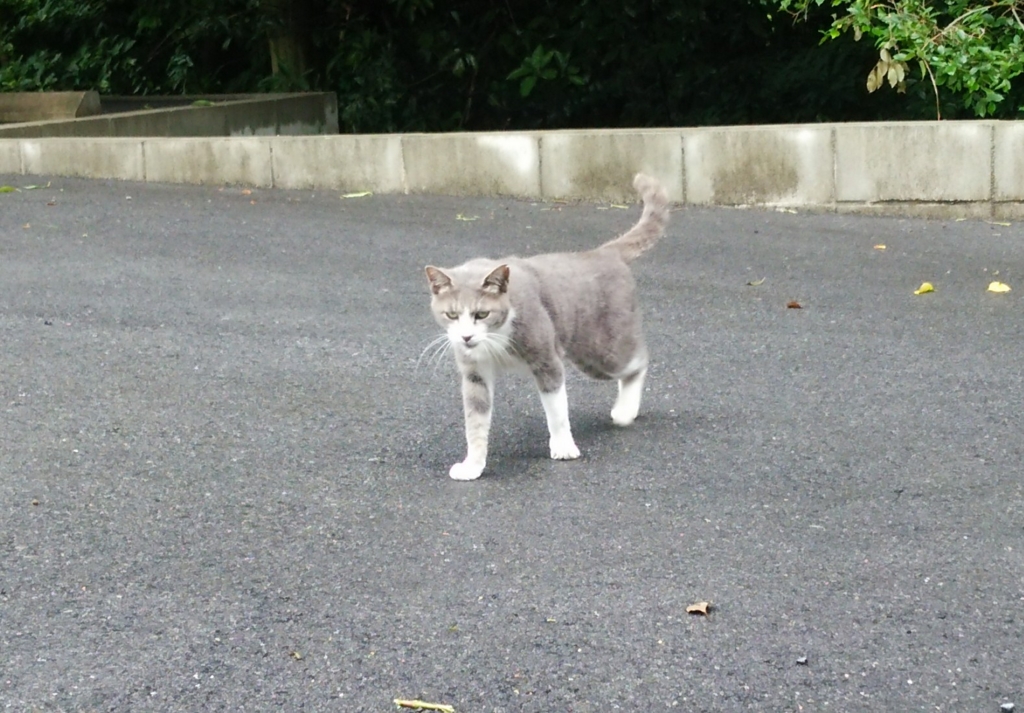 f:id:tarojiroko:20160717092856j:plain f:id:tarojiroko:20160717092856j:plain