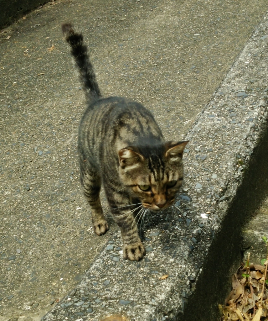 f:id:tarojiroko:20160724093207j:plain f:id:tarojiroko:20160724093207j:plain