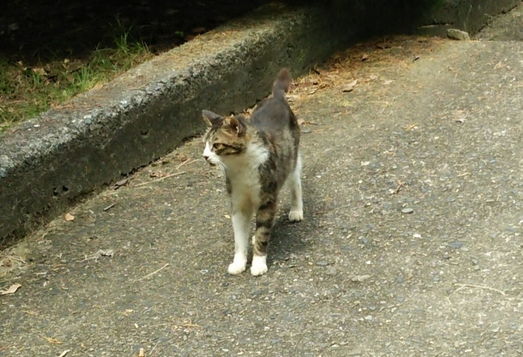 f:id:tarojiroko:20160724093232j:plain f:id:tarojiroko:20160724093232j:plain