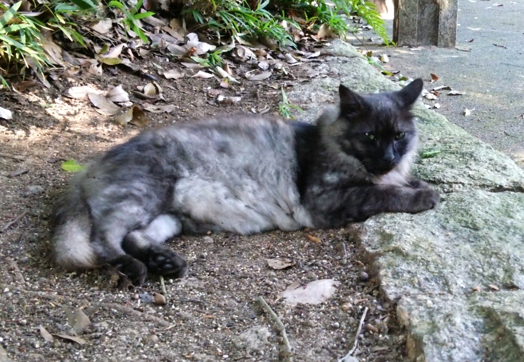 f:id:tarojiroko:20160730101425j:plain