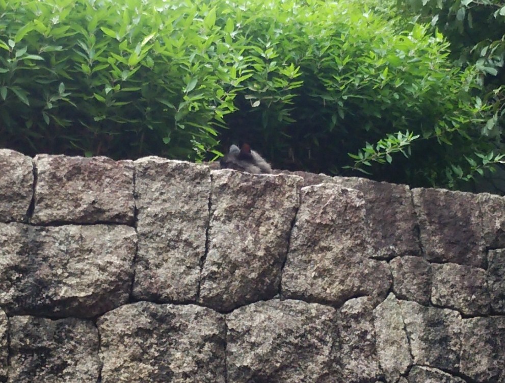 f:id:tarojiroko:20160802095435j:plain