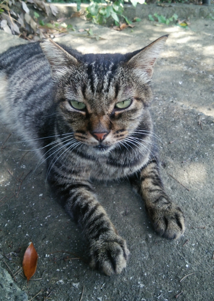 f:id:tarojiroko:20160806094253j:plain