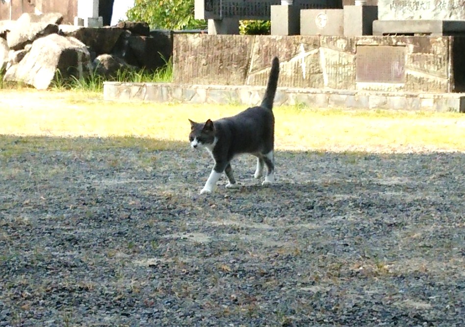 f:id:tarojiroko:20160814091928j:plain